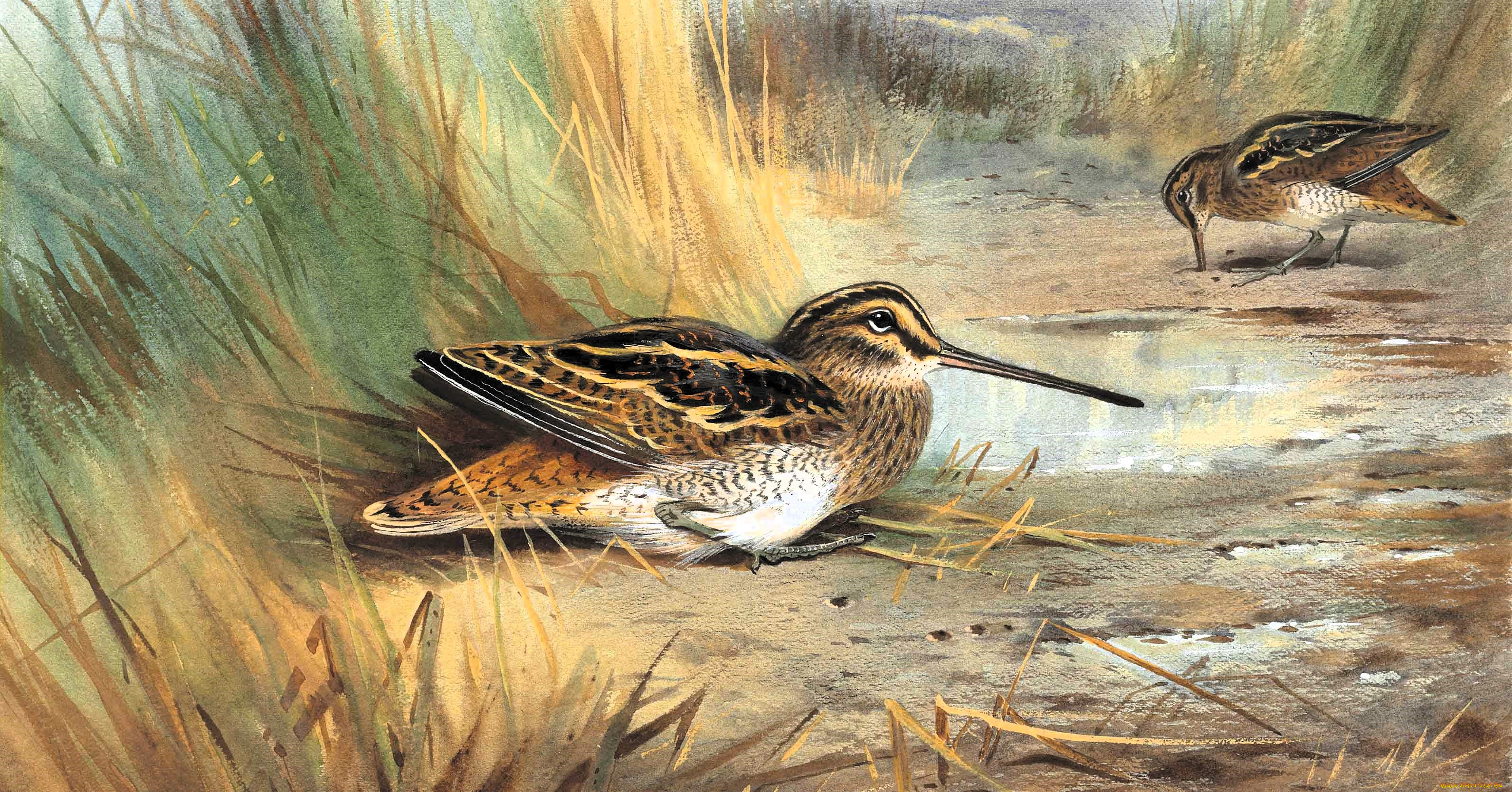 , archibald thorburn, , 